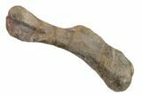 Juvenile Hadrosaur (Hypacrosaur) Humerus w/ Metal Stand - Montana #159682-1
